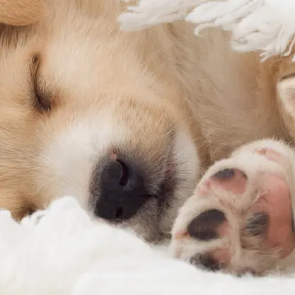 Deutsche Stiftungsagentur - Optimale Stiftungsverwaltung von Stiftungen in Deutschland